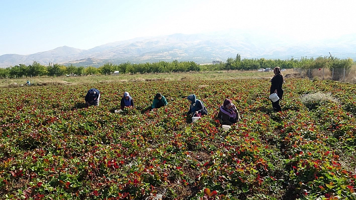 Kilosu 50 Lira Siparişlere  Yetişemiyorlar