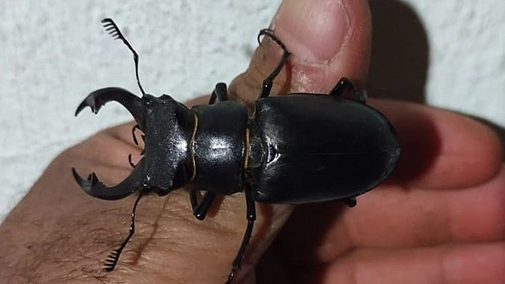 Kırmızı listede yer alan geyik böceği Elazığ'da görüntülendi