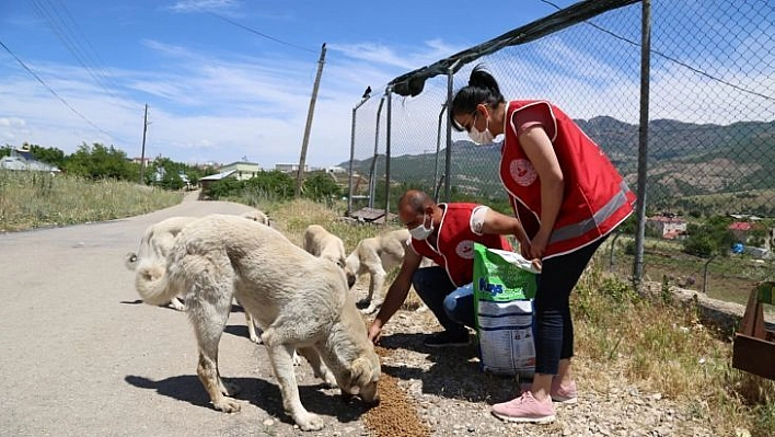 Kısıtlamada sokak hayvanlarına mama ve su desteği