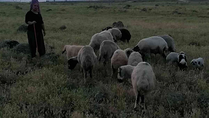 Köpeklerin saldırısına uğrayan 3 koyun telef oldu