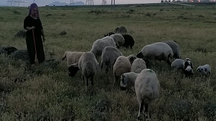 Köpeklerin saldırısına uğrayan 3 koyun telef oldu