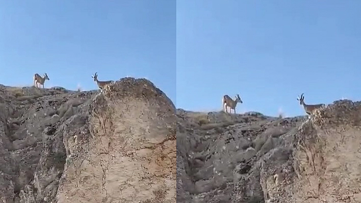 Koruma Altındaki Dağ Keçileri Harput'ta Görüntülendi