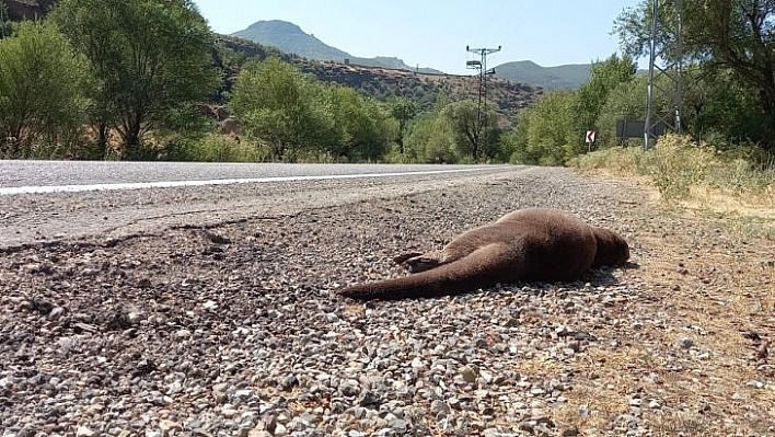 Koruma altındaki su samuru kazada telef oldu