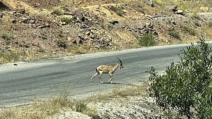 Koruma altındaki yaban keçileri Munzur ve Pülümür Vadisi'nde görüntülendi