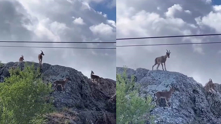 Koruma Altındalardı Elazığ'da Görüntülendi!