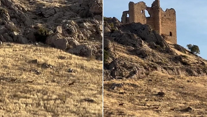 Koruma altındalardı, Elazığ'da sürü halinde görüntülendiler