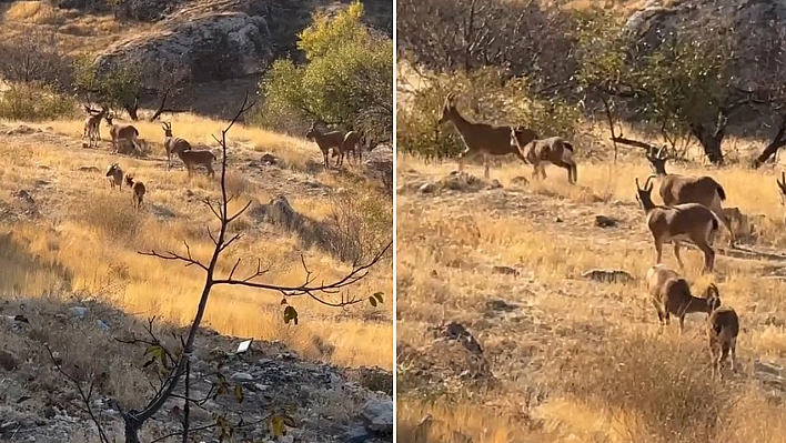 Koruma altındalardı, Elazığ'da sürü halinde görüntülendiler