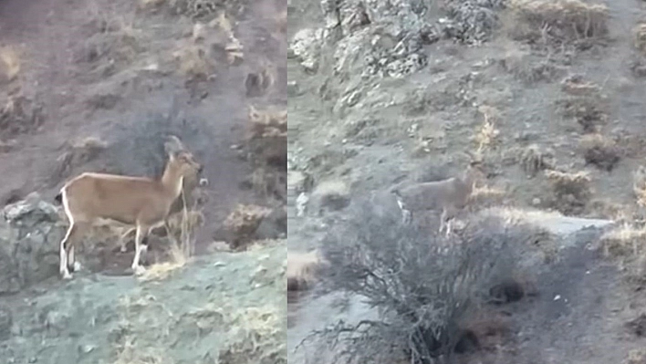 Koruma altındalardı, Harput'ta görüldüler!