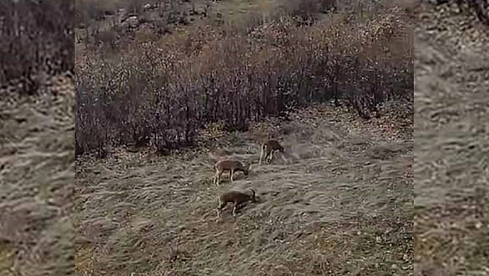 Koruma Altındaydı, Elazığ'da Sürü Halinde Görüntülendi!