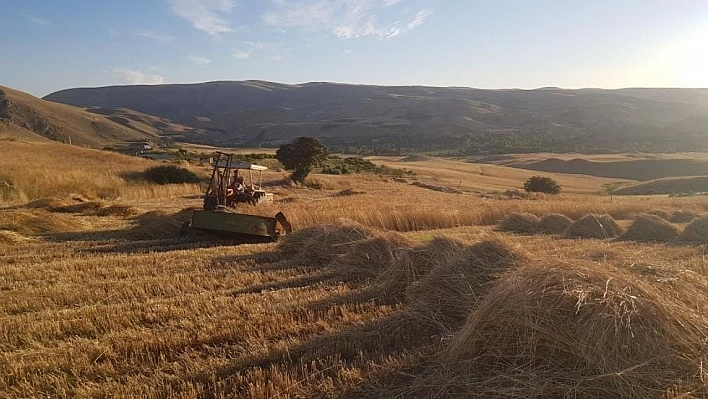 Kuluncak'ta buğday hasadı