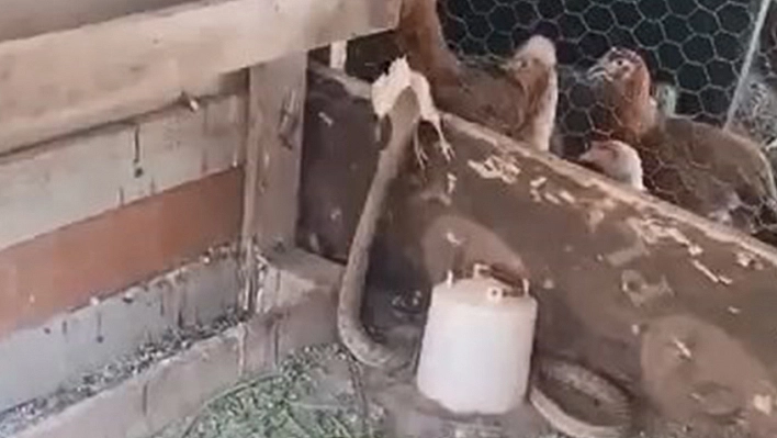 Kümese giren yılan civcivi kaptığı gibi yedi