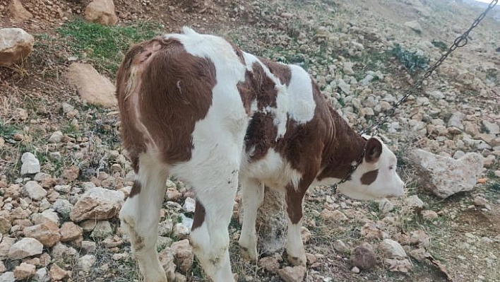 Kuyruksuz dünyaya gelen buzağı görenleri şaşırttı