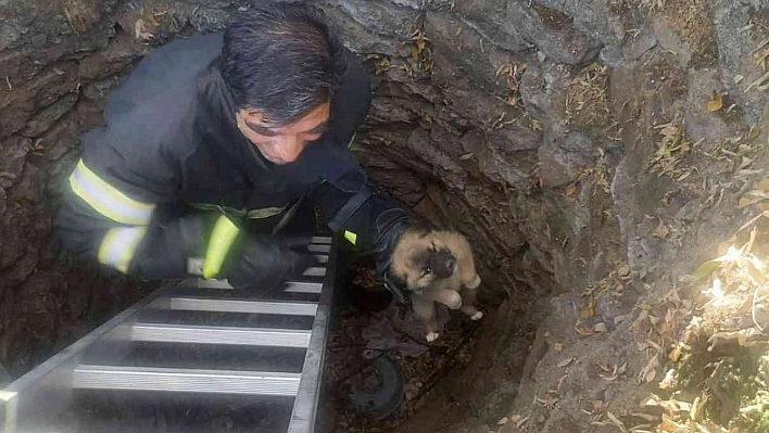 Kuyuya düşen yavru köpeği itfaiye ekipleri kurtardı