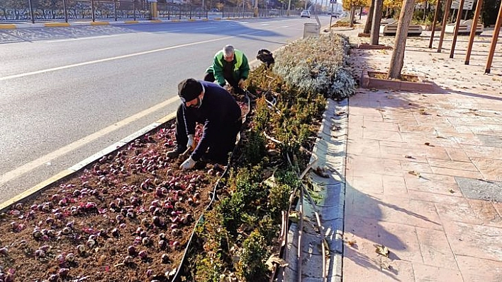 Lale Ve Sümbül Soğanları Toprakla Buluştu