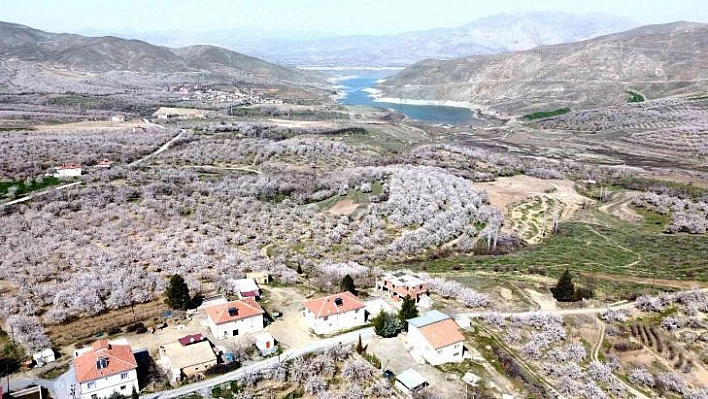 Malatya bu kez kar değil, kayısı beyazına büründü