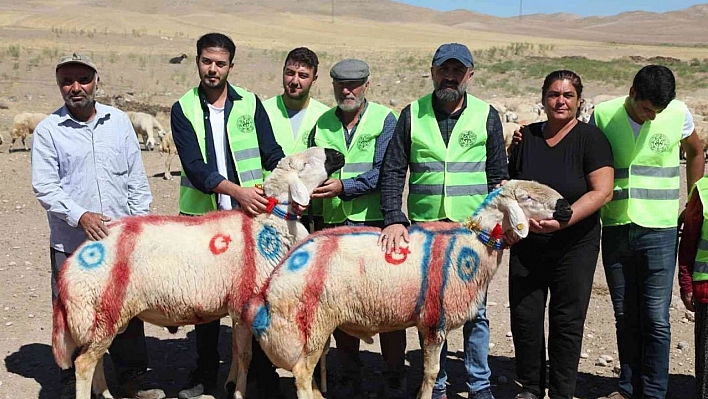 Malatya'da 'koç katım şenliği' düzenlendi