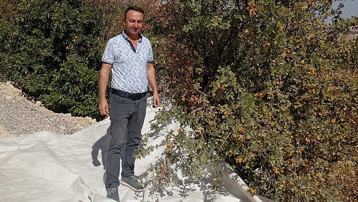 Malatya'da aşılı alıç hasadı devam ediyor