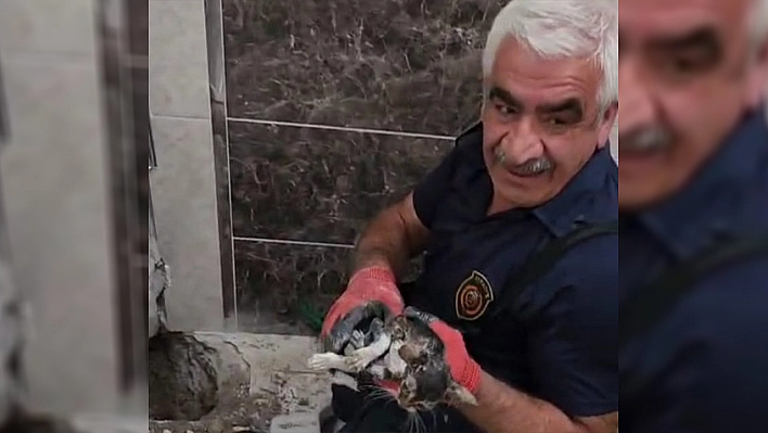 Malatya'da atık su hattına düşen yavru kedi kurtarıldı
