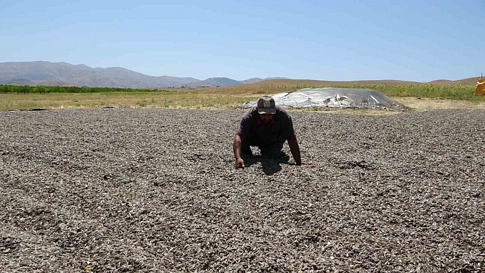 Malatya'da ayçiçeği hasadına başlandı