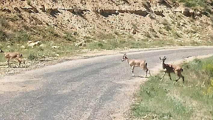 Malatya'da Dağ keçilerini görüntüledi,