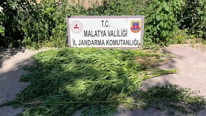 Malatya'da esrar ve kenevir operasyonu: 1 gözaltı