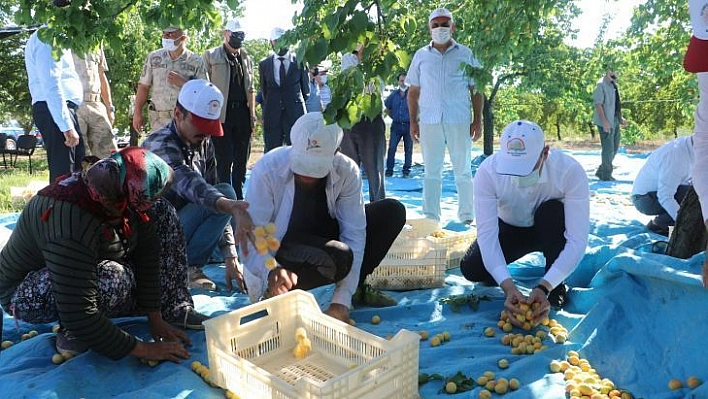 Malatya'da kayısı hasadı başladı