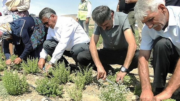 Malatya'da kekik hasadı başladı