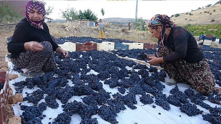 Malatya'da kilosu 500 TL'den alıcı bulan kuru üzüm yüz güldürüyor