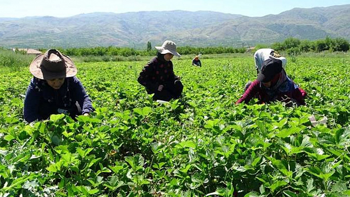 Malatya'da Kırmızı Elmas Hasadı Başladı