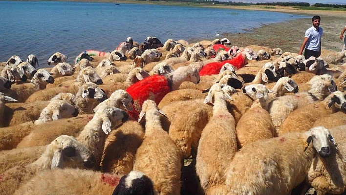 Malatya'da koç katımı şenliği düzenlendi