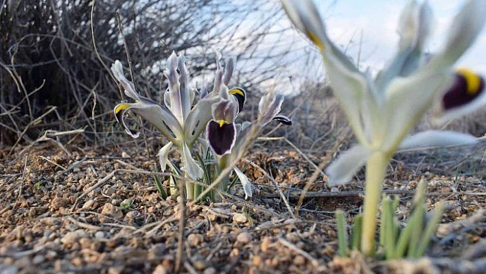 Malatya'da Nevruz Çiçekleri açtı