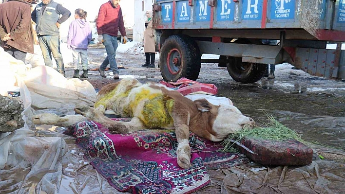 Malatya'da öldü denilen buzağı enkaz altından sağ kurtarıldı