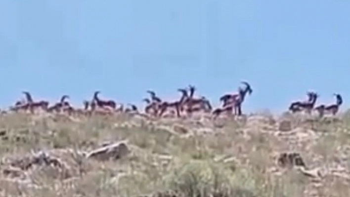 Malatya'da sürü halindeki yaban keçileri görüntülendi