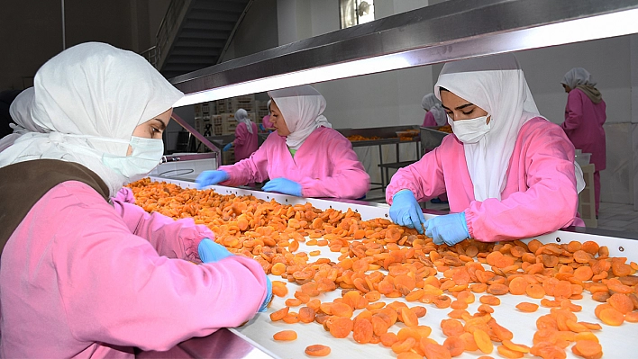 Malatya'da zirai dona rağmen kuru kayısı ihracatı devam ediyor