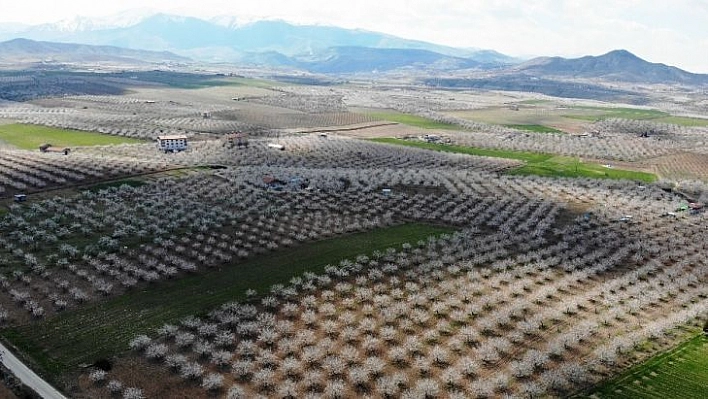 Malatya kayısıdan gelinlik giydi