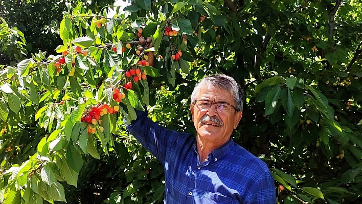 Malatyalı kiraz üreticilerinin umudu ihracatçıların gelmesi