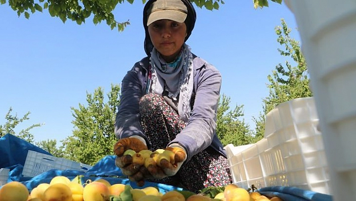 Malatyalılardan 'kayısı bizim' tepkisi