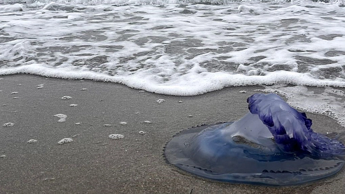 Mavi denizanaları sahile vurdu, görenler şaşırdı