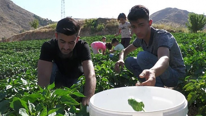 Meşhur Keban biberinde hasat başladı