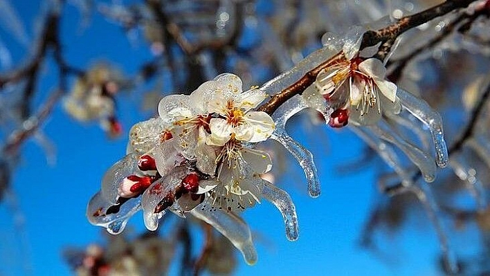 Meteorolojiden zirai don uyarısı