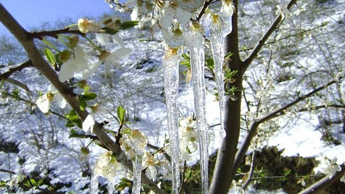 Meteorolojinin zirai don uyarısı sürüyor