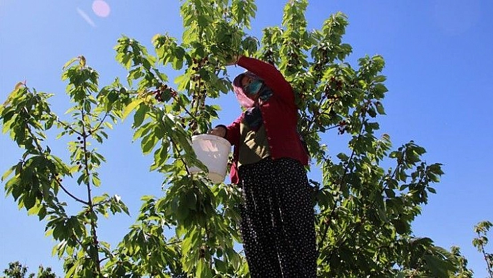 Mevsimlik işçilerden bayramda 'turfanda kirazı' hasadı