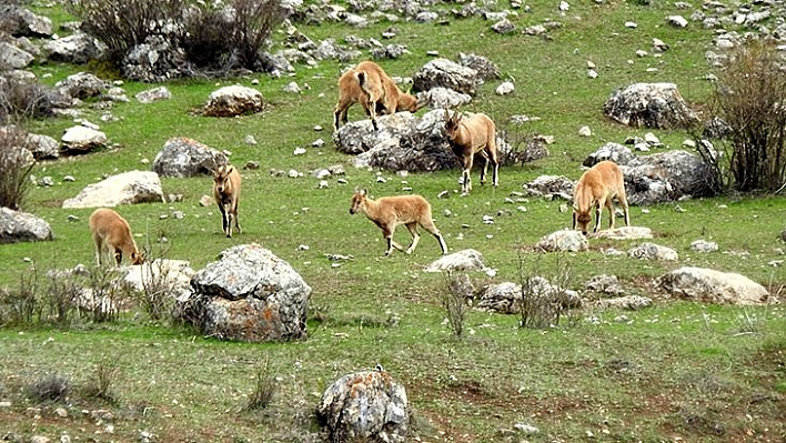 Munzur Dağlarına Yabani Hayvanlar Renk Katıyor