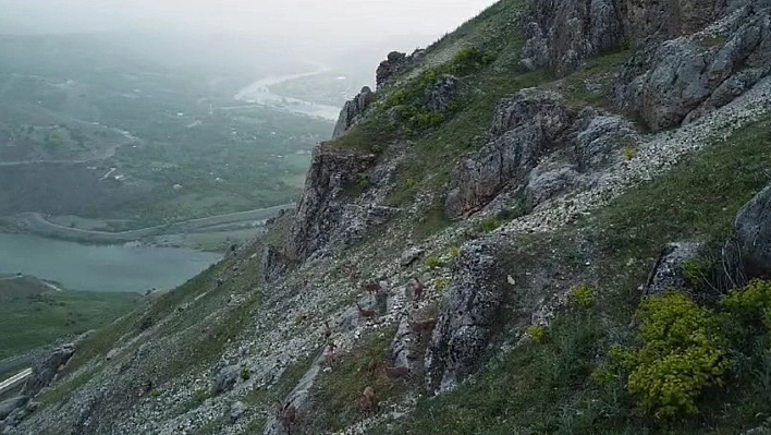 Nesli Tükenme Tehlikesi Altındaydı Palu'da Görüntülendi!