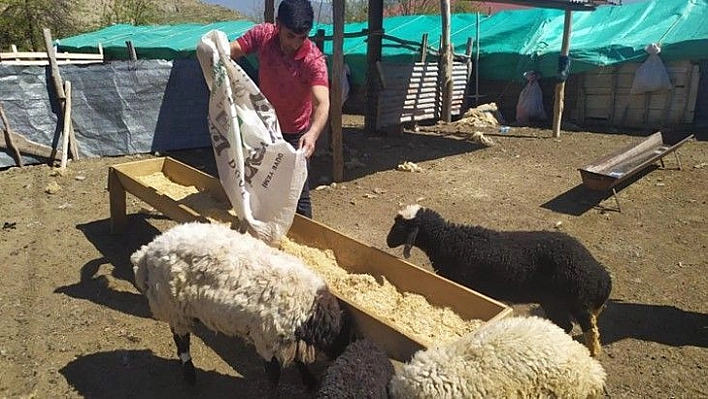 Öğretmen kayıp kuzu ve koçlara sahip çıktı, sahibini arıyor