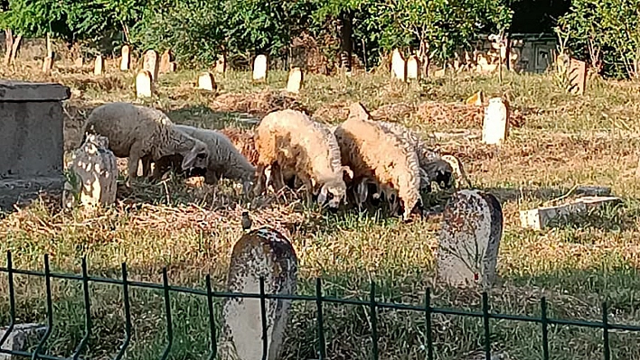 Ölülere Bile Rahat Yok!