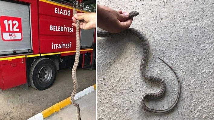 Otomobilin alt kısmına giren yılanı itfaiye çıkardı