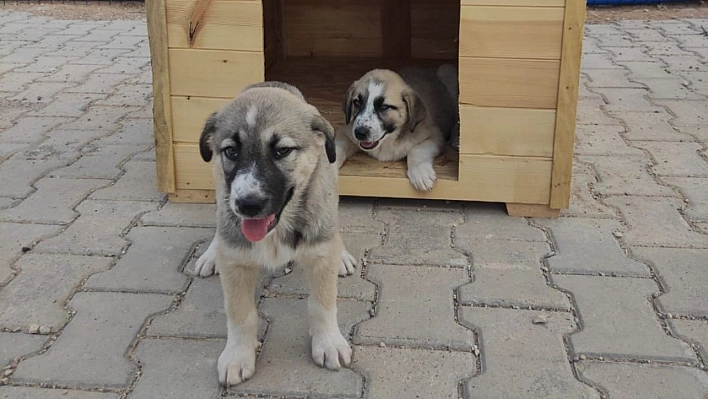 Özel çocuklar için yavru köpeklere kulübe