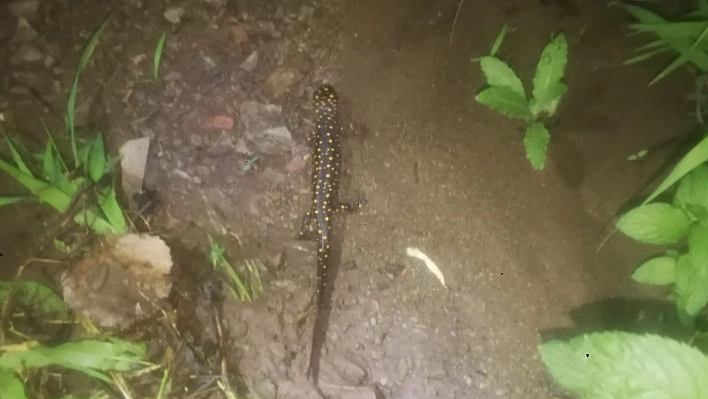 Palu'da nesli tükenmekte olan benekli semender görüntülendi