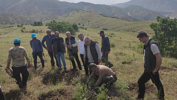 Palu'daki Bademler Yöre Halkına Gelir Kapısı Olacak